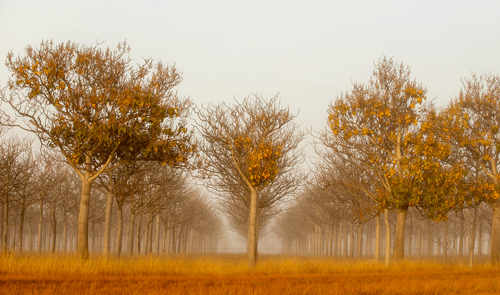 Winter Orange Image by Liz Barratt