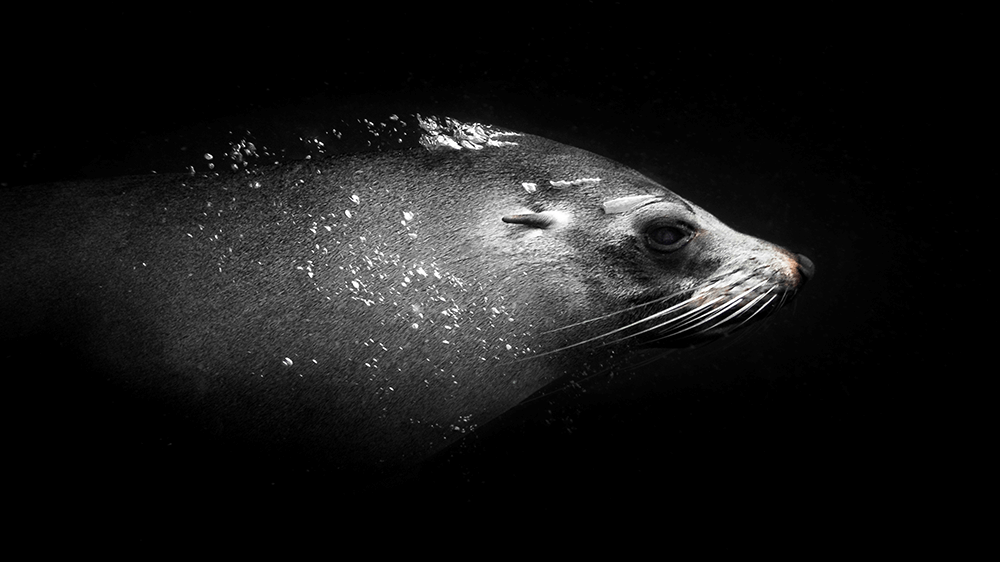 Velocity Image by Danny Lee photo