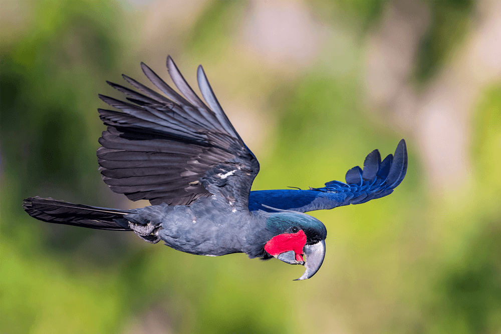 Image of a Palm Cockatoo in flight by @tracksbirding 