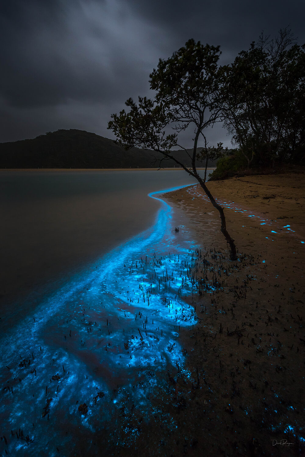 A mesmerising display of bioluminescence