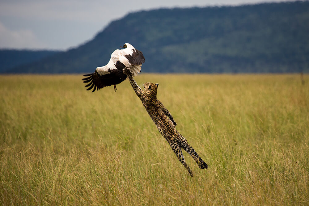 leopard stalking a stork