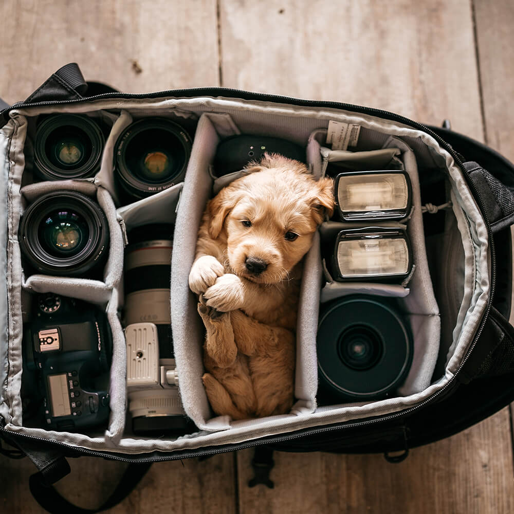 Portrait image of dog in camera bag