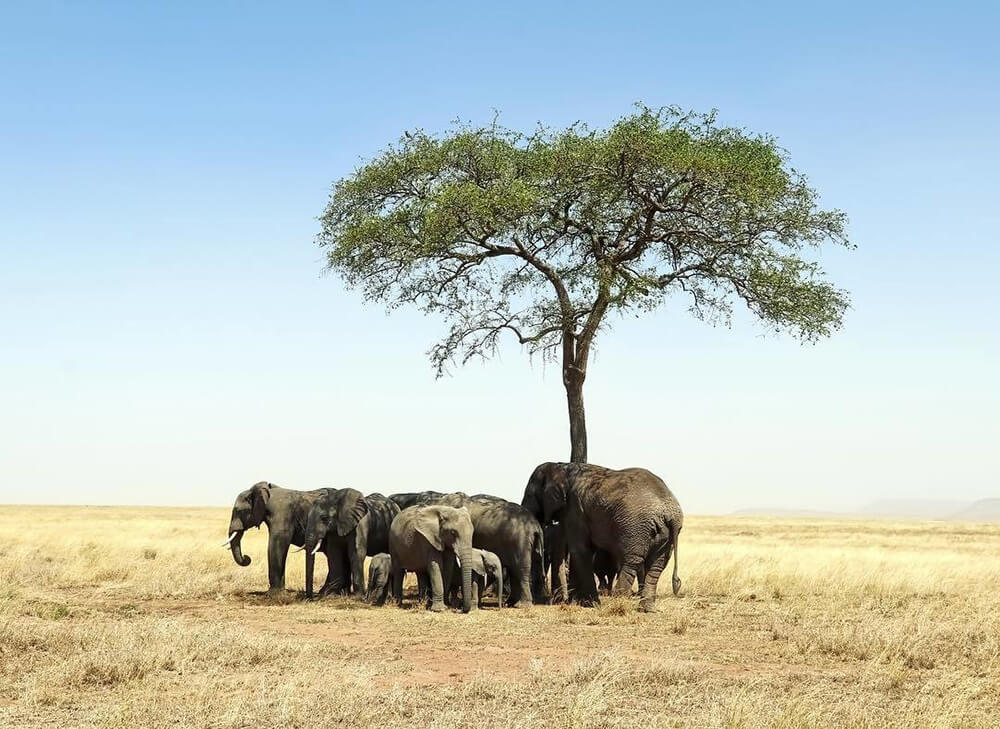 Landscape image of Elephants around tree