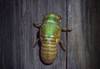 Macro image of Cicada metamorphis