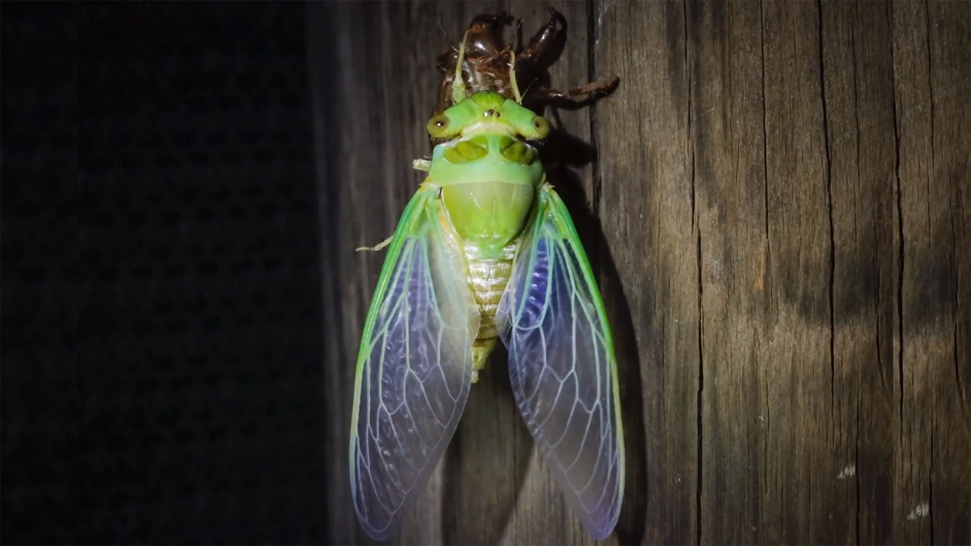 Macro image of Cicada metamorphis