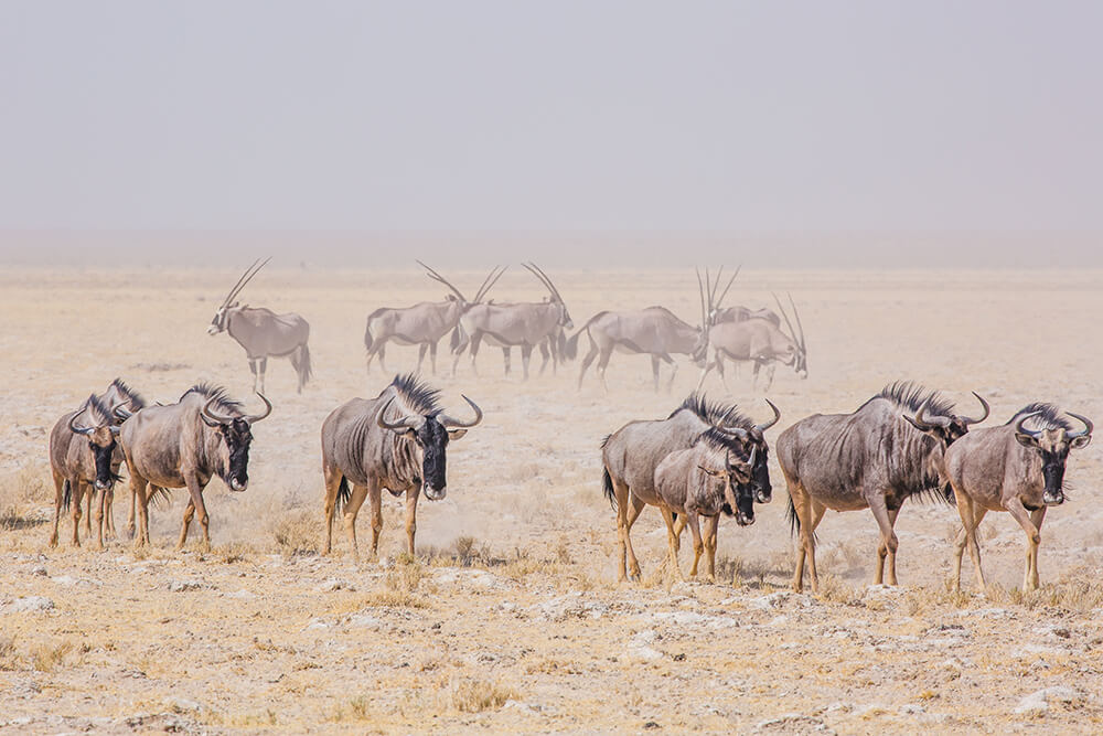 Etosha wilderbeast by Connie Cao