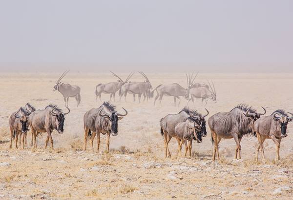 Wilderbeast tile image