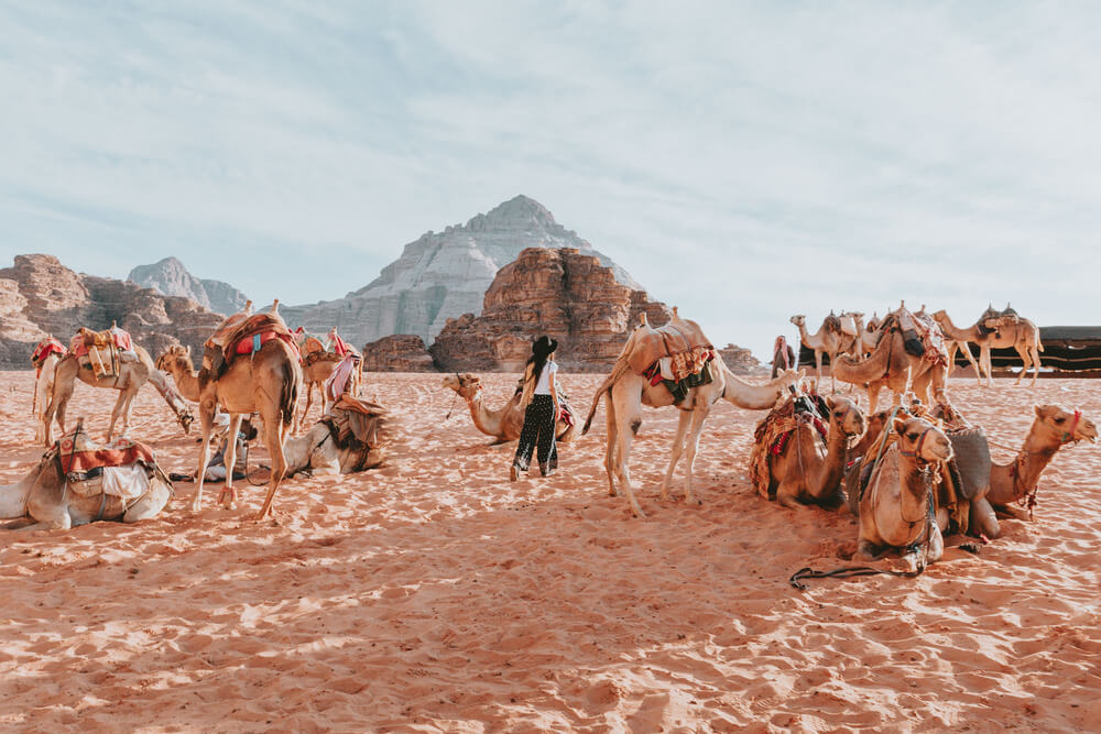 A caravan of camels and a traveller in the Wadi Rum Desert. Shot by Jona Grey