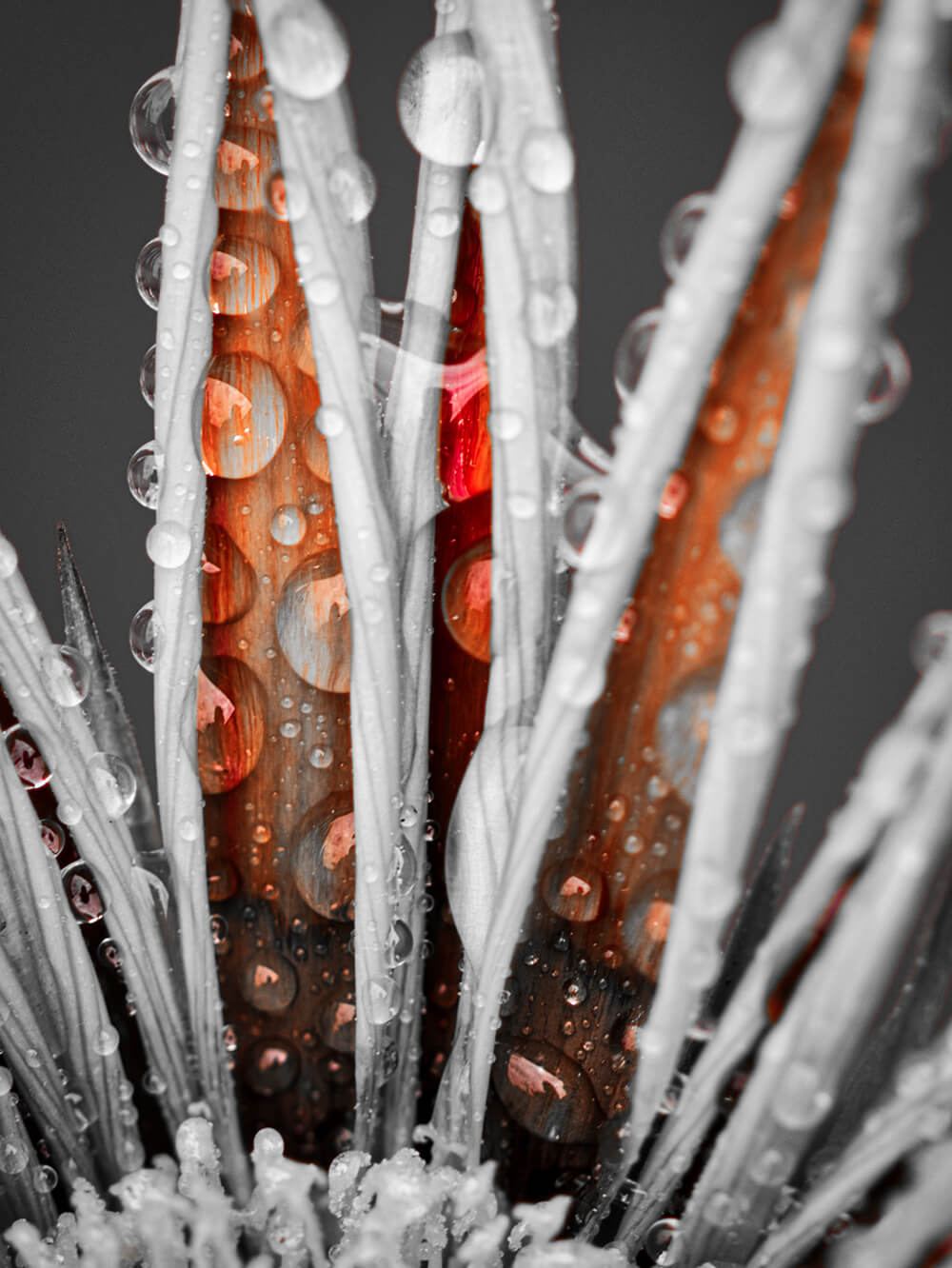 Petals with red raindrops by Darren Gentle