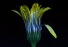 Macro photography of flower by Community Member, Darren Gentle