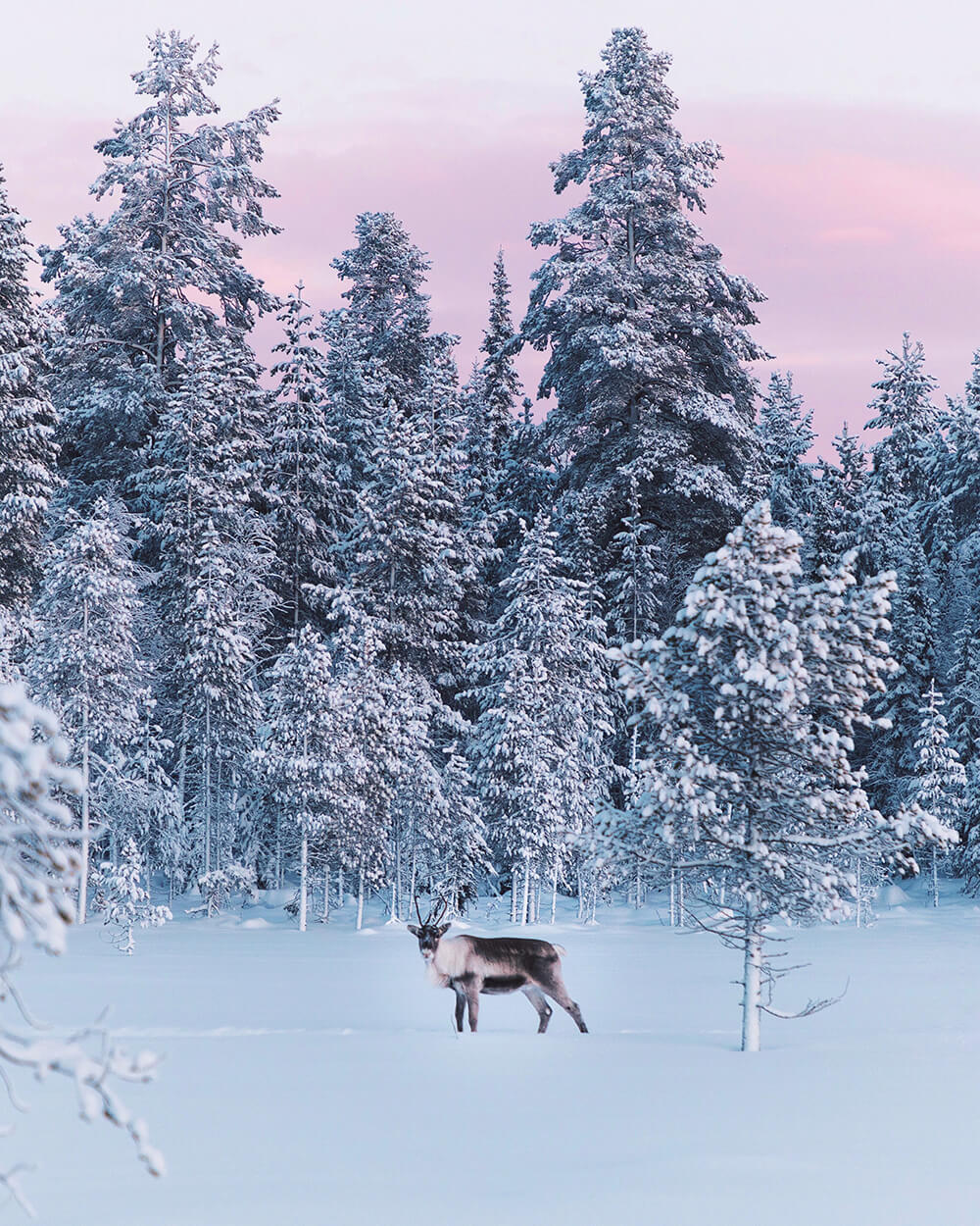Photo of a reindeer in the distance. Shot by Elaine Li