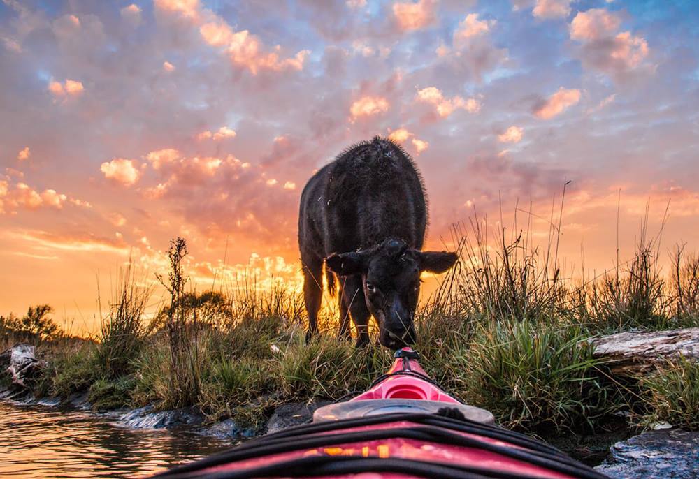Cow sniffing front nose of a kayak