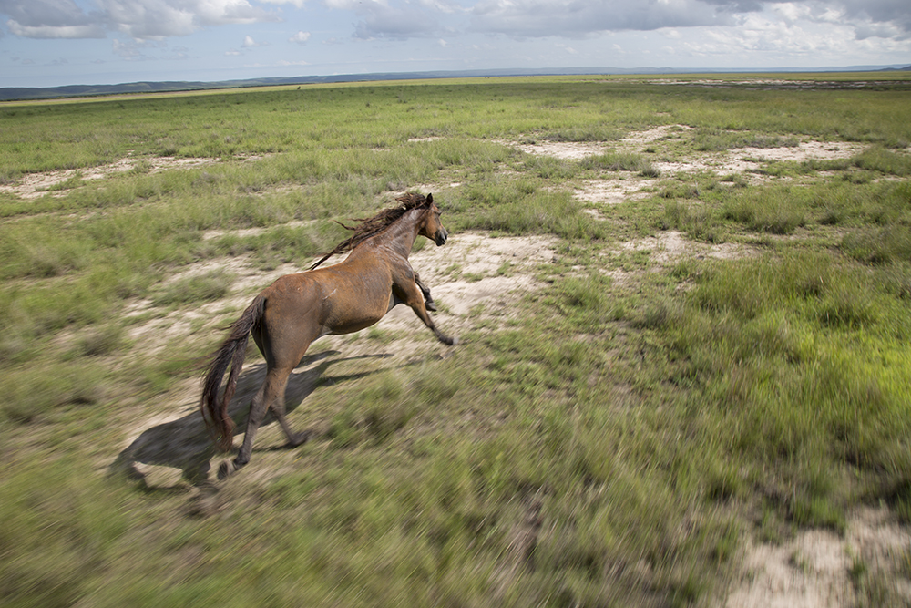 Aerial photo of a wild horse by Matt Wright
