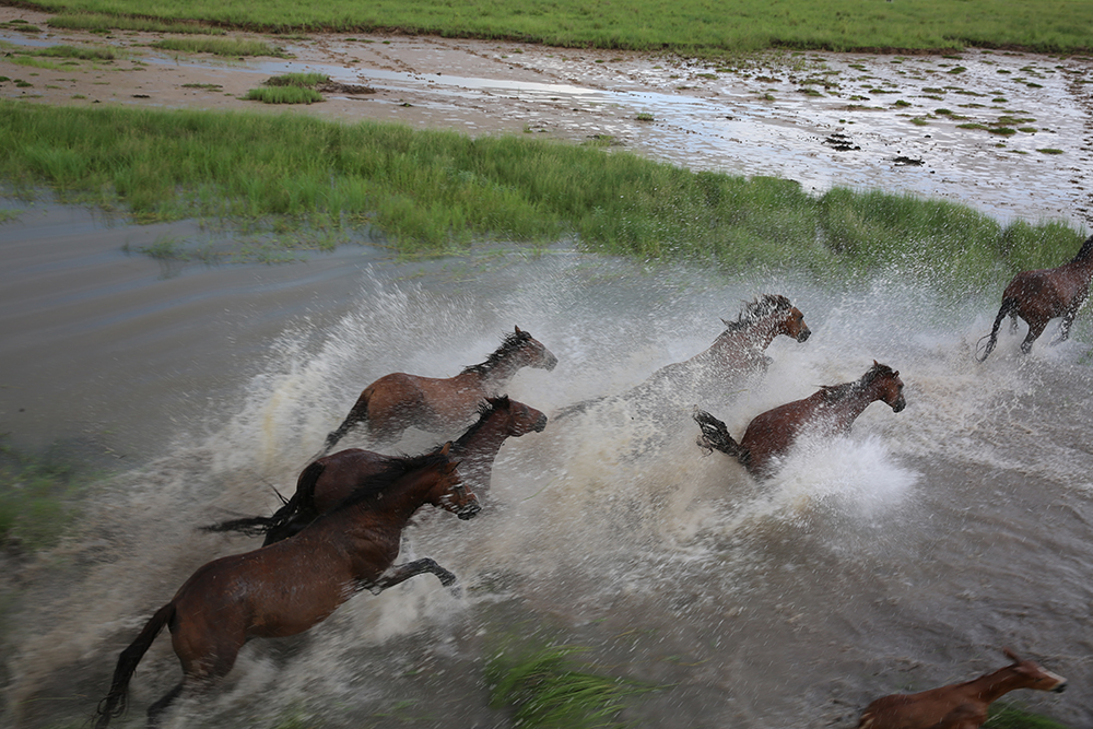 Aerial shot of wild brumbies by Matt Wright