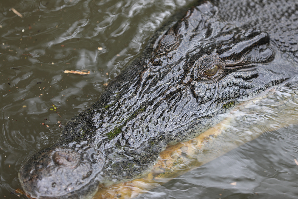 Close up photo of a salt water crocodile in Finiss River by Matt Wright