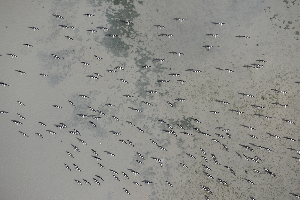 Aerial shot of pelicans by Matt Wright