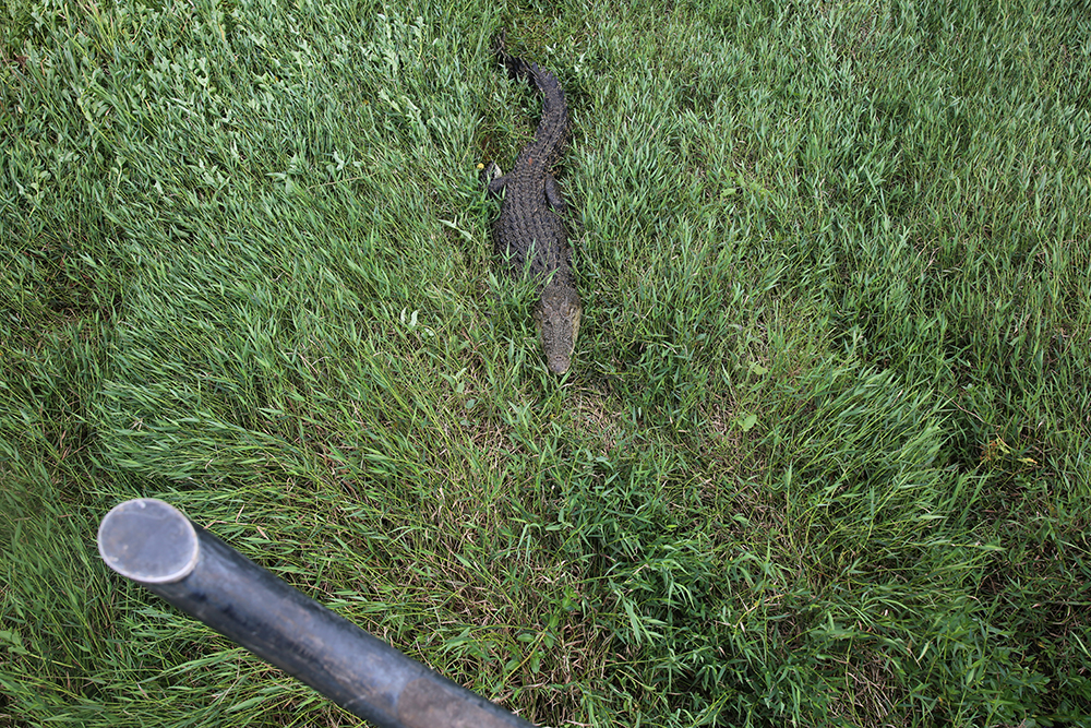 Aerial photo of a crocodile by Matt Wright