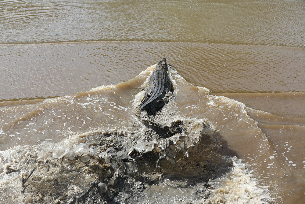 Photo of a crocodile getting into the water taken from above by Matt Wright