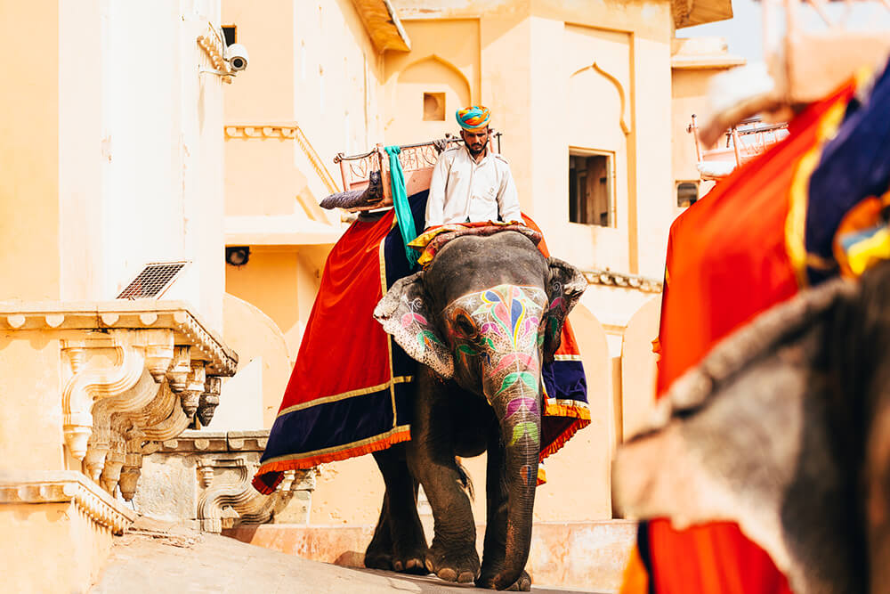 Image of an elephant dressed in a colourful attire. Shot by Melissa Findley 