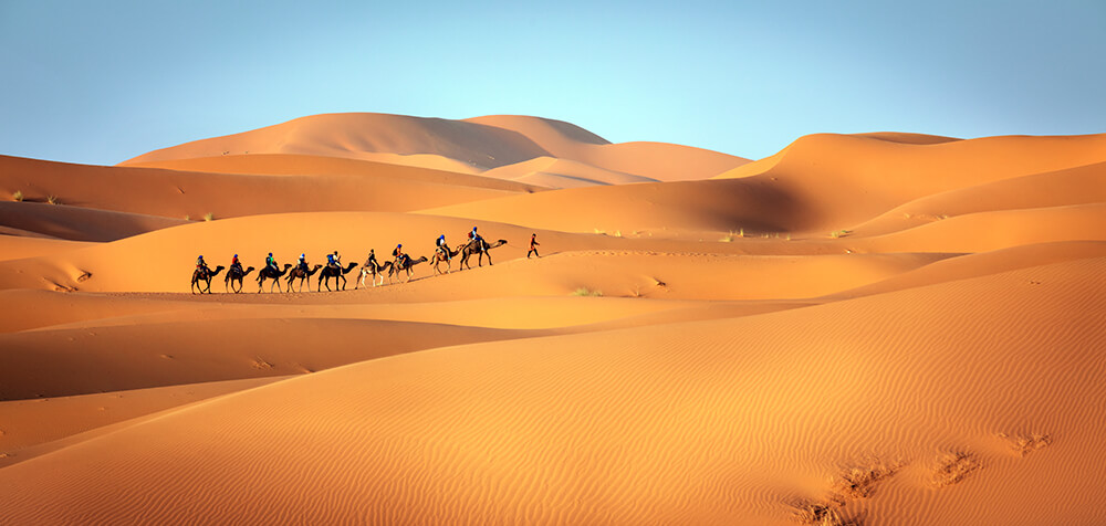 a caravan of camels in Morocco. Image by Brook Rushton