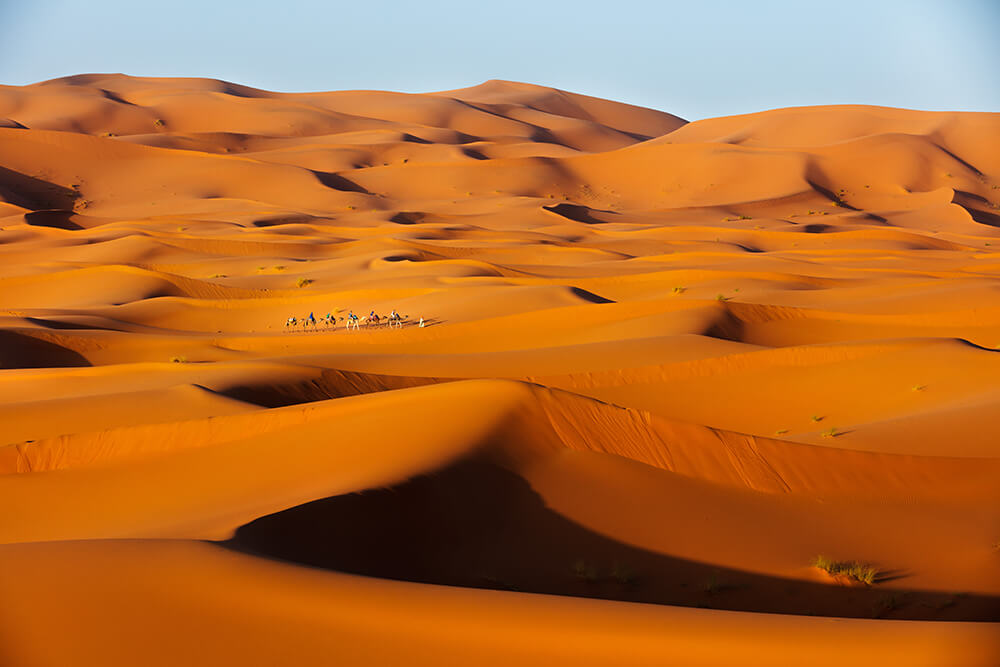 Saharan Caravan