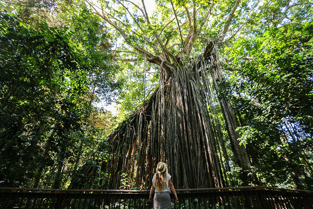 Curtain Tree Fig by Liz Carlson