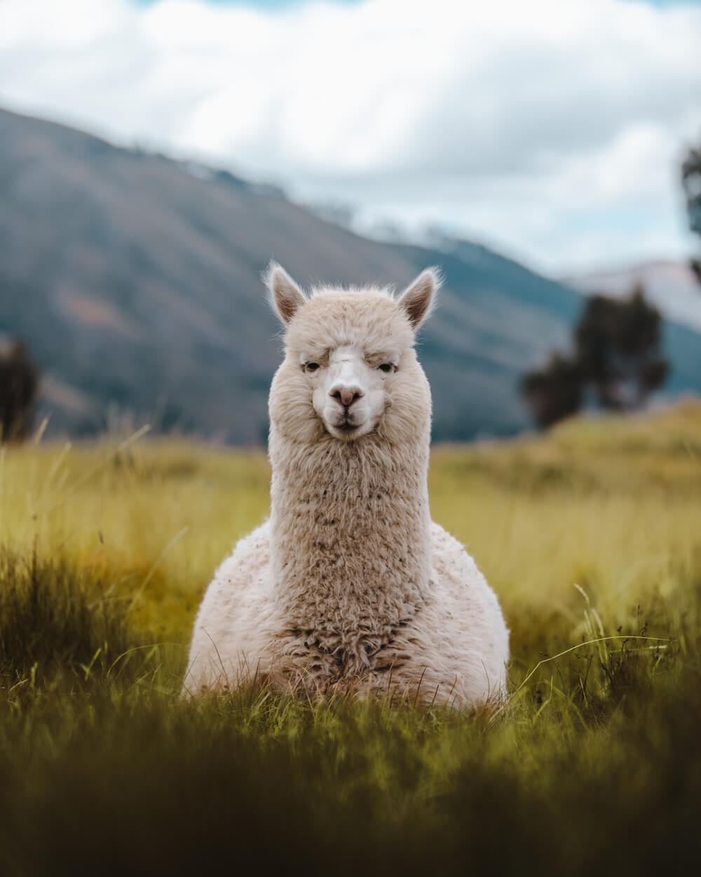 photo of a Llama in Cusco