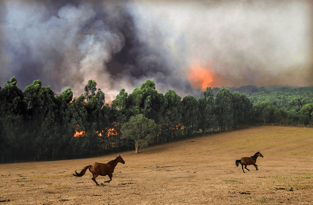 Panicked horses run from an out of control bushfire in Tynong North, near Bunyip, Victoria. Captured in March 2019. Canon EOS-1D X Mark II, EF16-35mm f/2.8L II USM lens @ 35mm. 1/320s @ f5.6, ISO 1250.