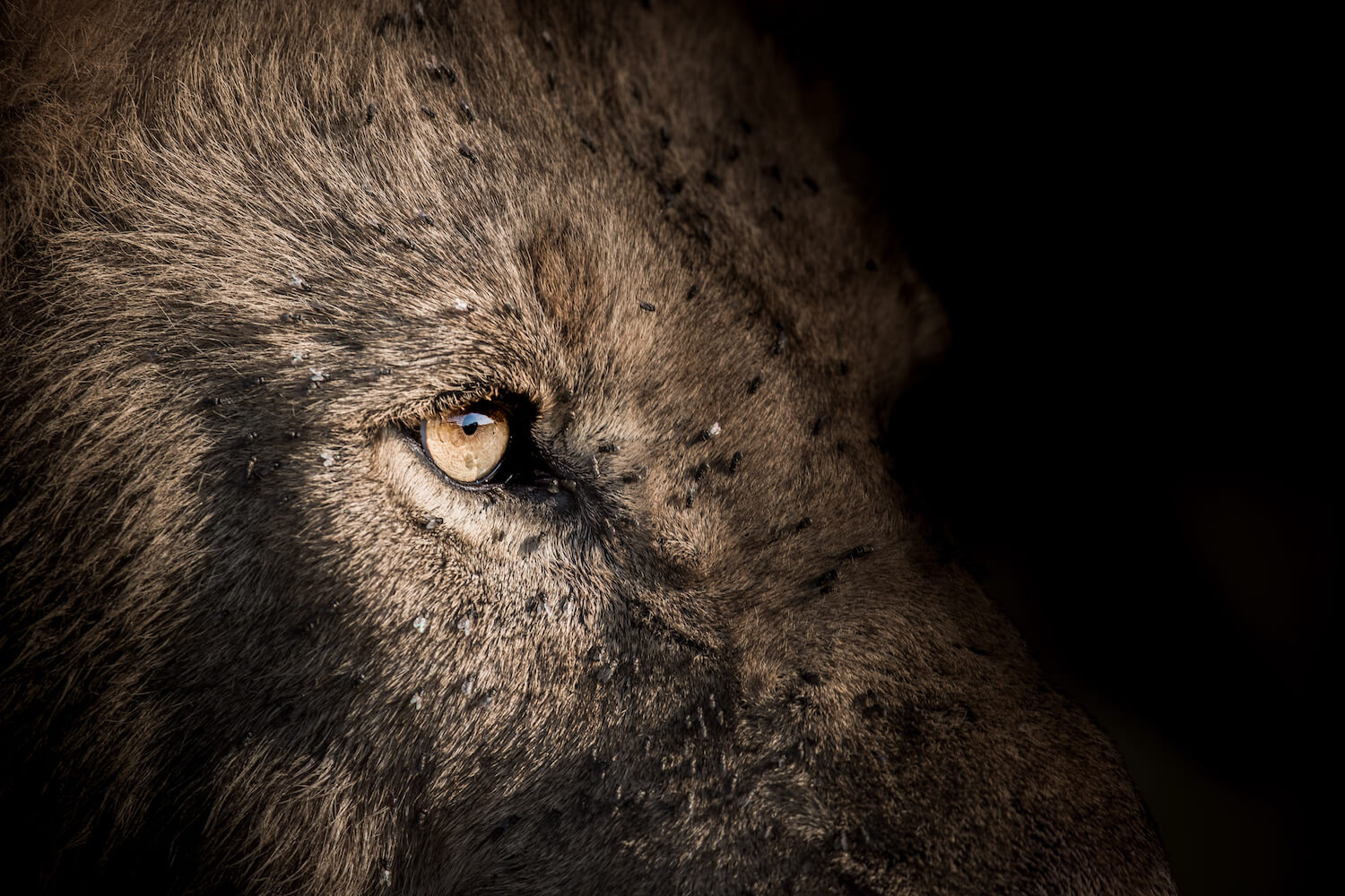 Portrait image of lion