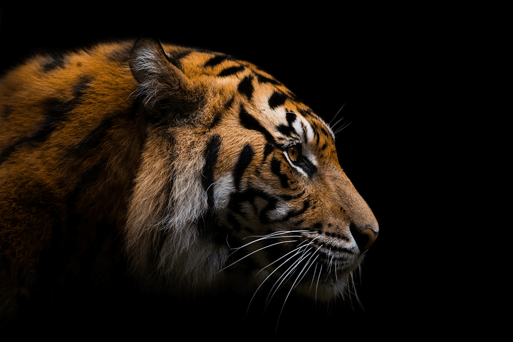 Image of a tiger by Robert Irwin