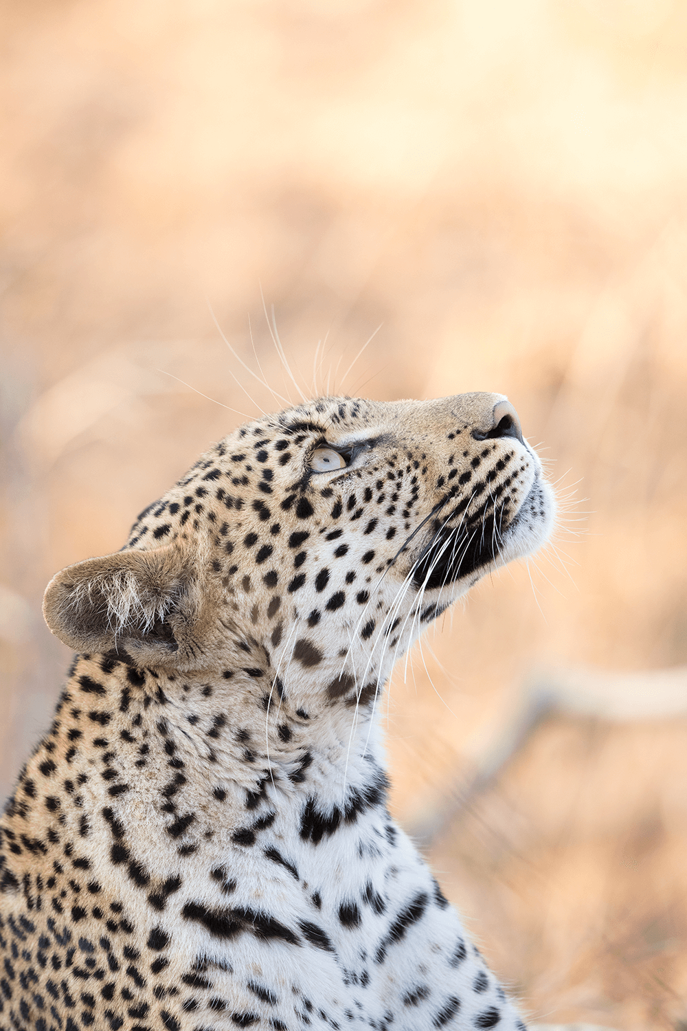 Image of a cheetah by Robert Irwin