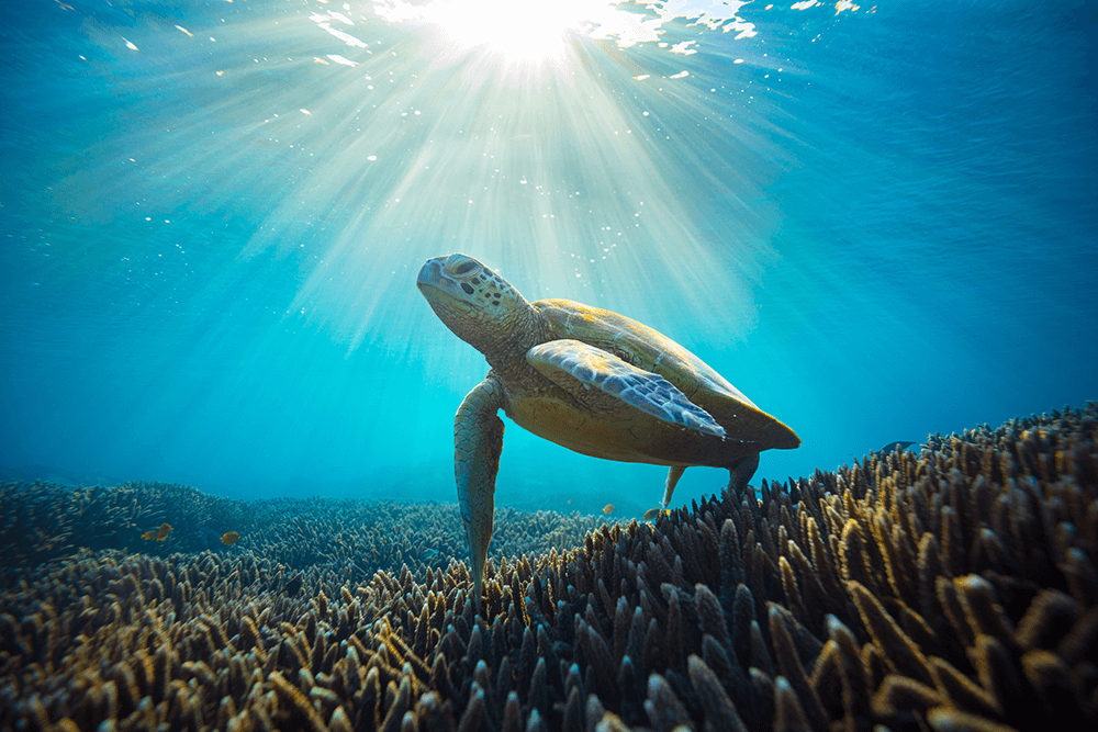 Image of a turtle underwater by Robert Irwin