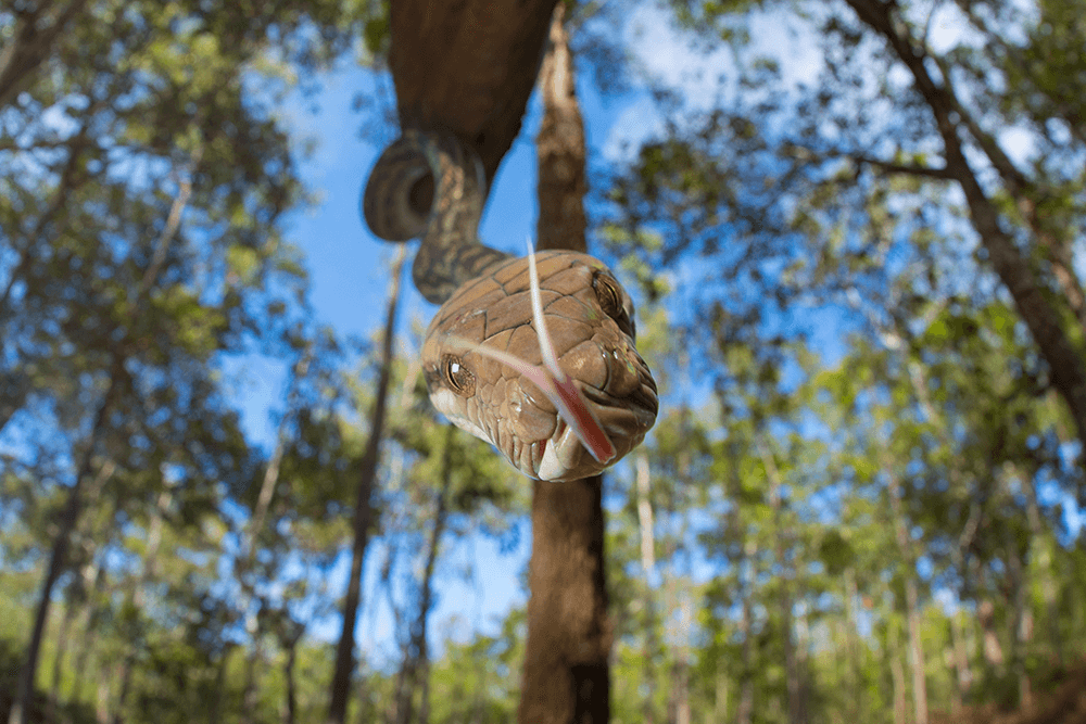 Image of a snake by Robert Irwin