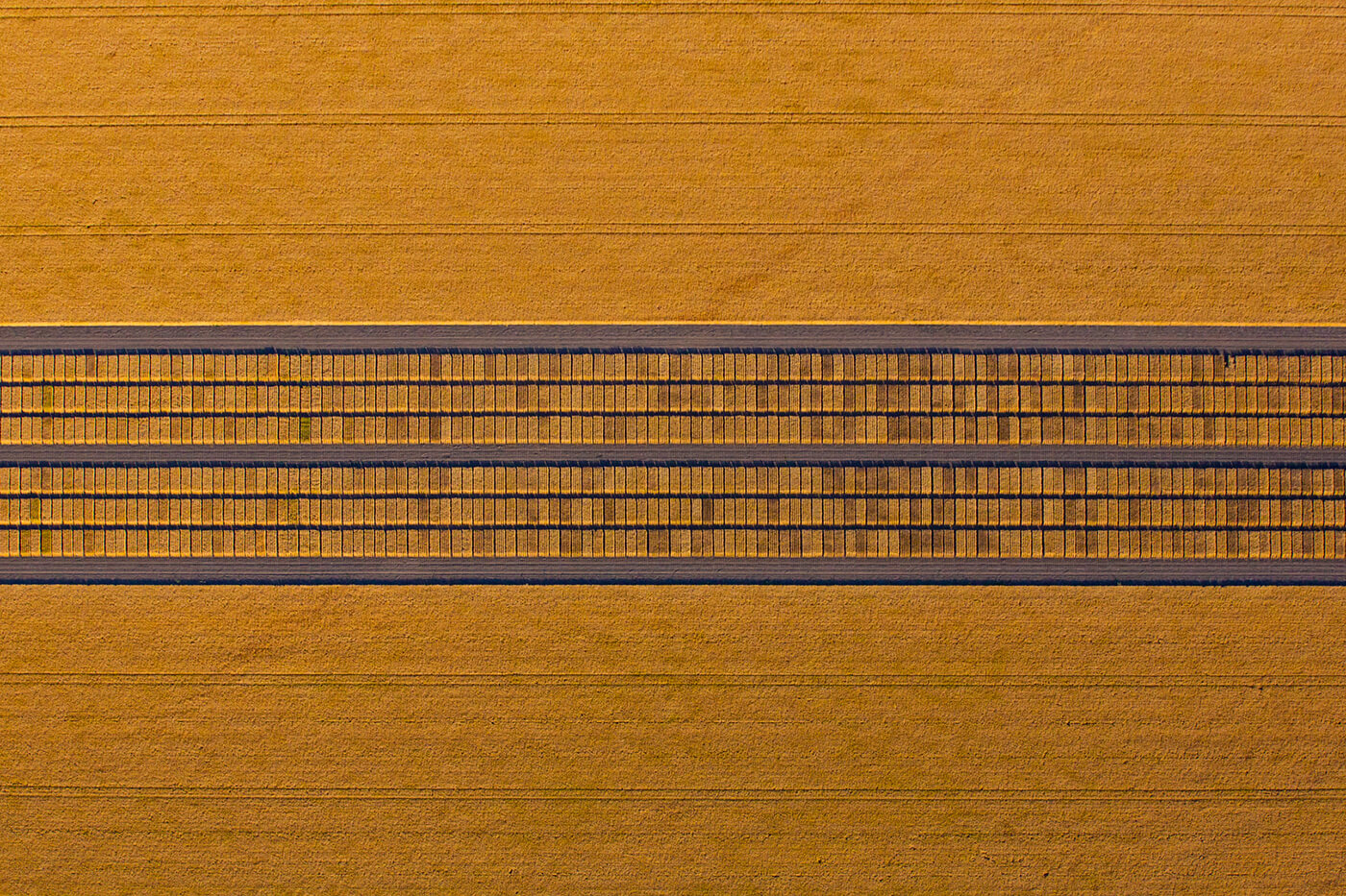 Wheat trials image by Josh Smith