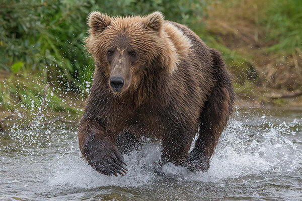 Photo of bear by Art Wolfe