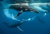 Photo of whales in ocean by Darren Jew