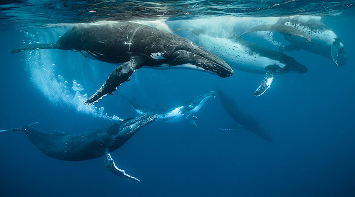 Photo of whales swimming in ocean by Darren Jew