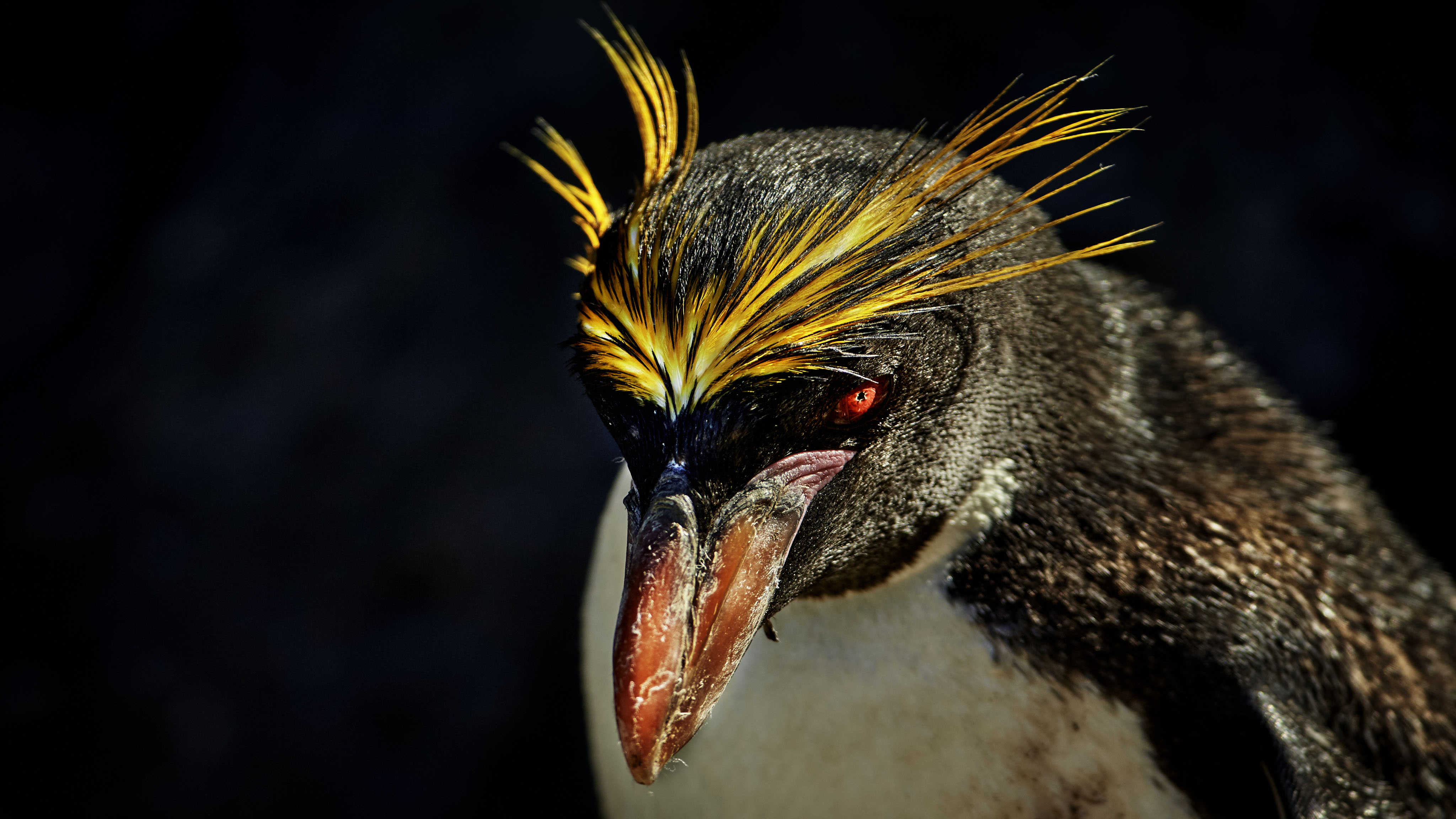 Photographing the Himalayas of Antarctica