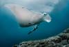 image of a manta ray in the Raja Ampat region, image by Shawn Heinrichs