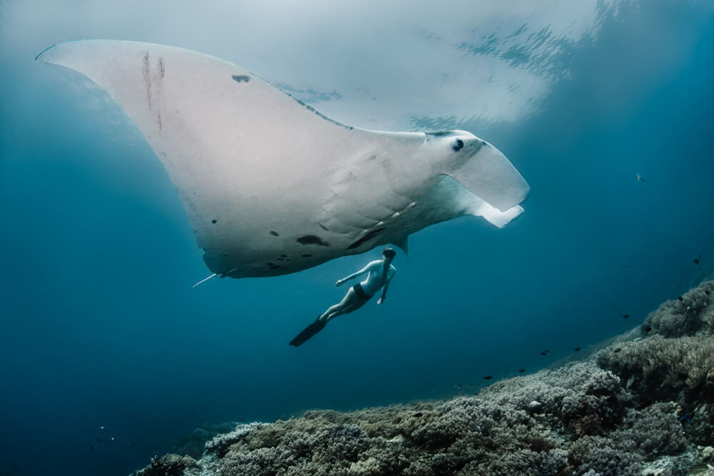 image of a manta ray in the Raja Ampat region, image by Shawn Heinrichs
