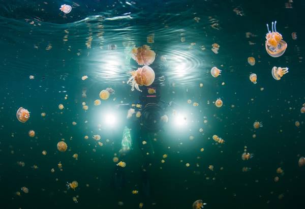 photo of jellyfish taken in the Raja Ampat region