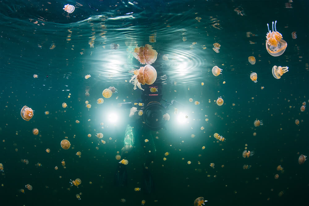 photo of jellyfish taken in the Raja Ampat region