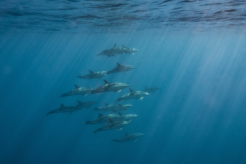 The Azores