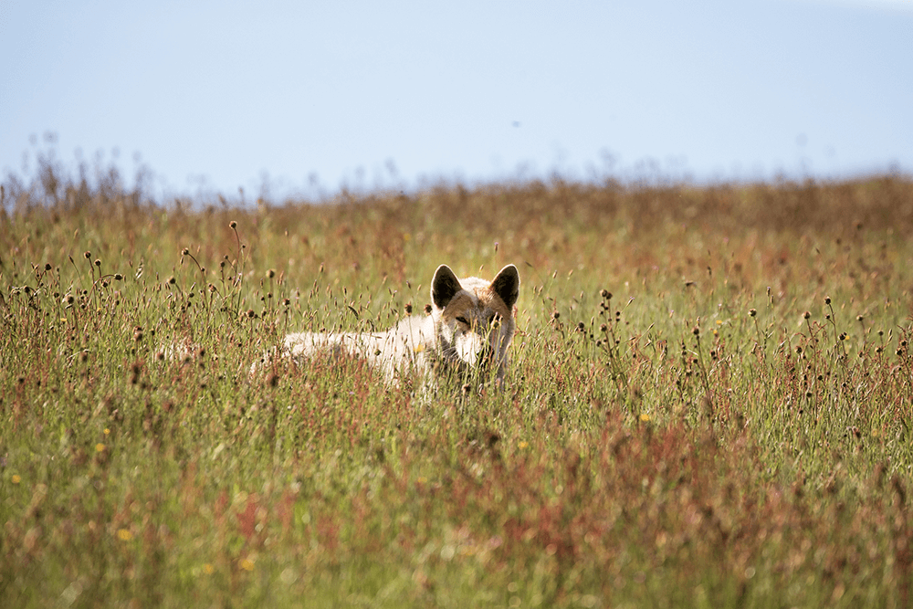 Image of a dog taken by Andrew Kaineder