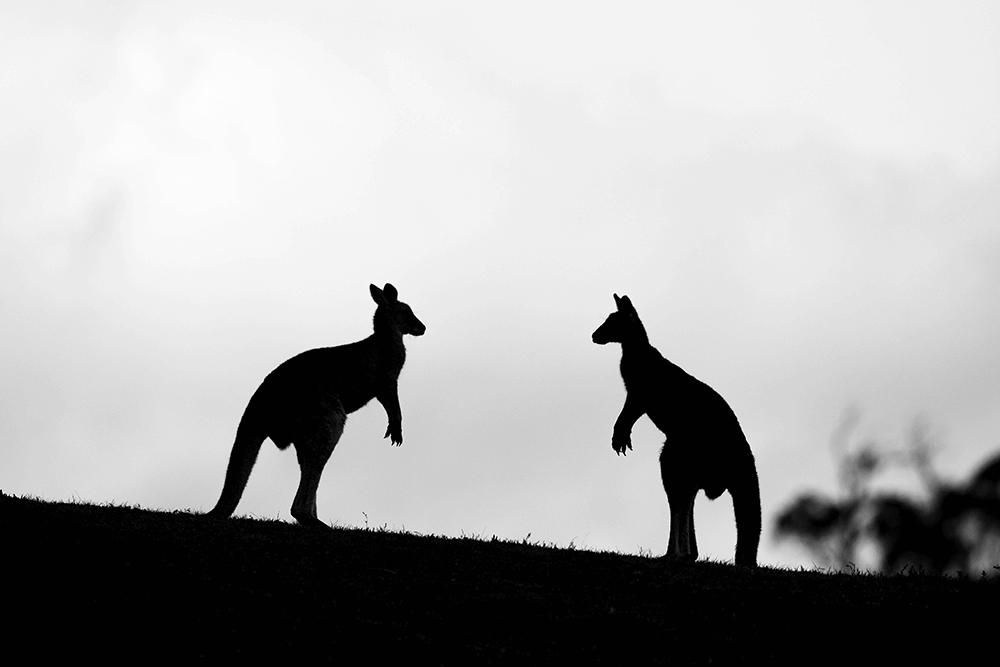 Image of kangaroo silhouettes by Andrew Kaineder