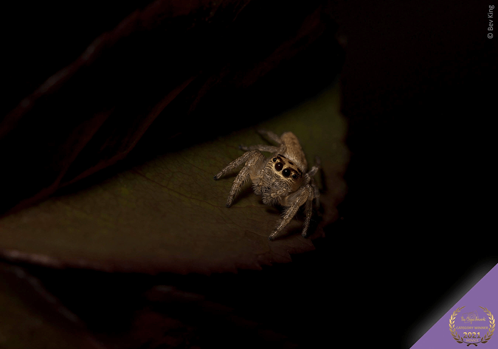 The Clique Awards winner image