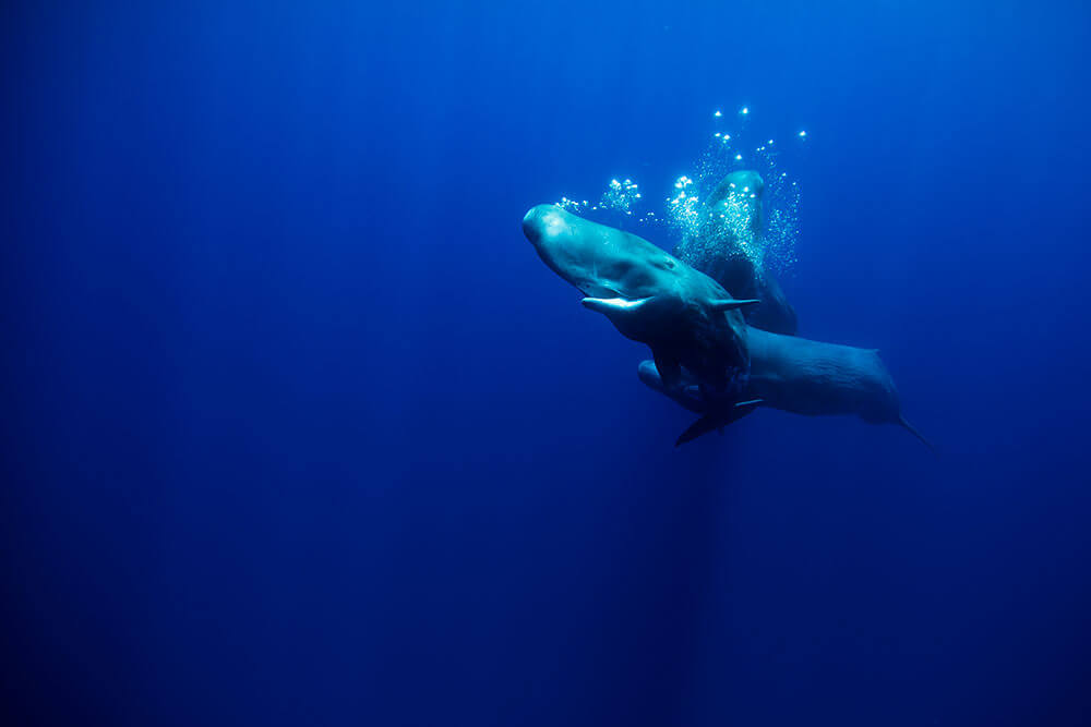 Azores Underwater Photography