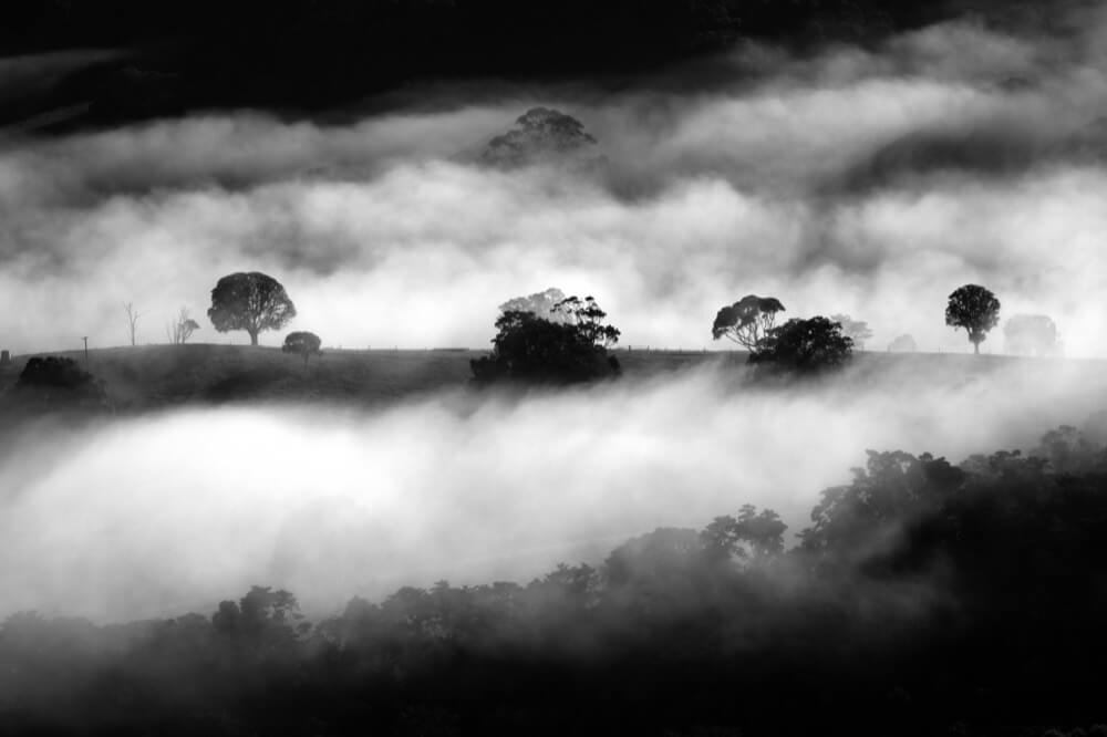 Gloomy trees