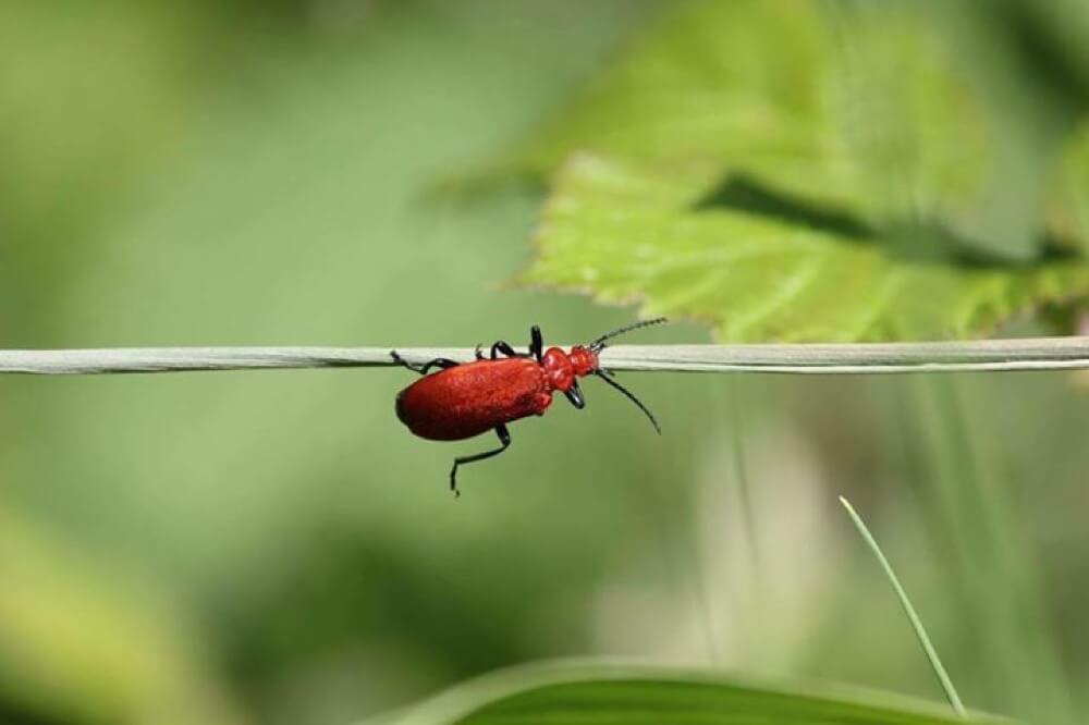 Close up photo of bug