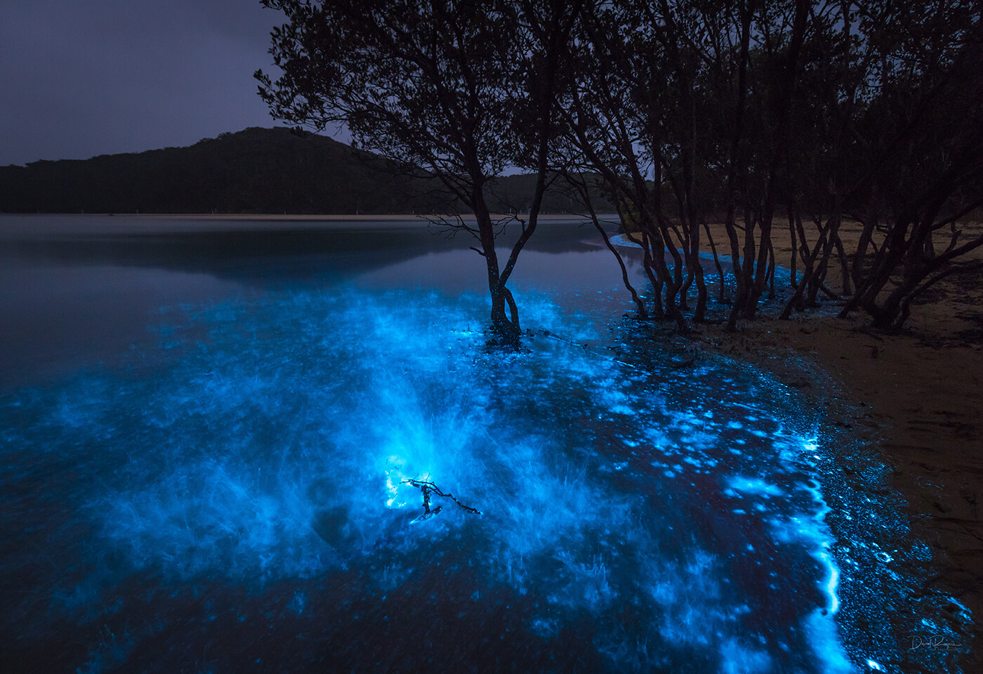 Bioluminescence Photography by David Rogers @davey_rogers